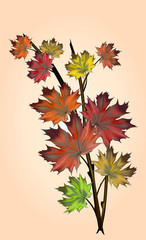 autumn maple leaves on a thin branch