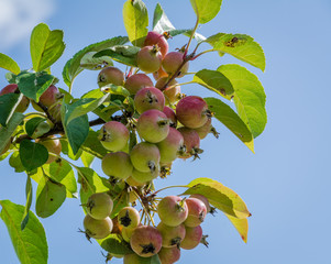 Wild apple branch. Malus sylvestris esemplar. Close-up showing fruit and leaves. European crab apple