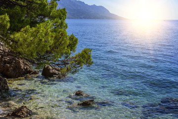 Fototapeta na wymiar Pine on the shore of the blue sea. Croatia.