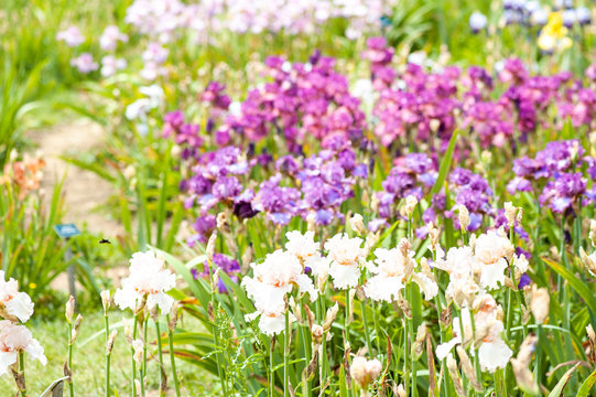 Parterre d'iris colorés