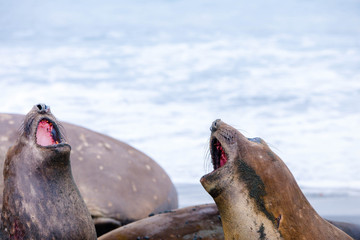 Cute elephant seals fighting each other in Antarctica
