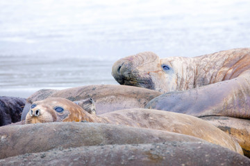 Cute elephant seals fighting each other in Antarctica