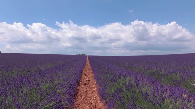Walking with a video camera through the fields with flowering lavender. Provence. France. Slow motion.