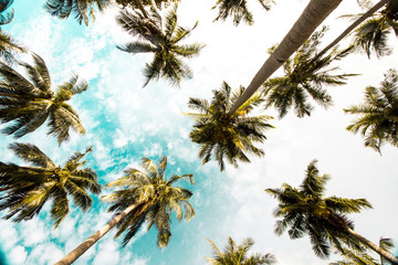 PALMS