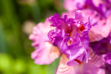 Iris de couleur rose