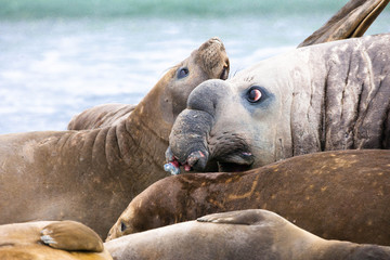 Fototapeta premium Cute elephant seals fighting each other in Antarctica