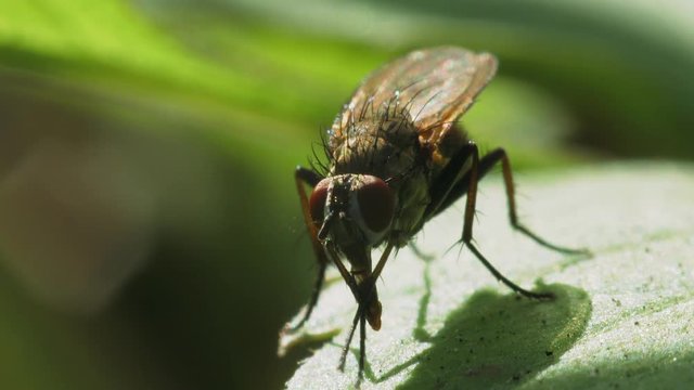 Fly Delia platura sits on a green leaf of the plant and cleans its proboscis with its paws. Macro shot.
