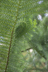 Green plant background