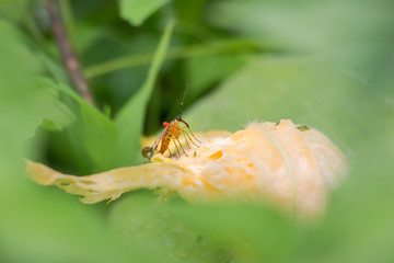 Insect on a pumpkin