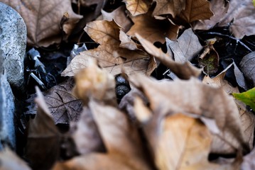 Leafs
