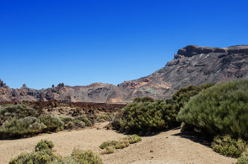 Surroundings of the volcano Teide with hardened lava and mountain vegetation. Teide National Park mountain landscape above the clouds. Tenerife, Canary Islands, Spain