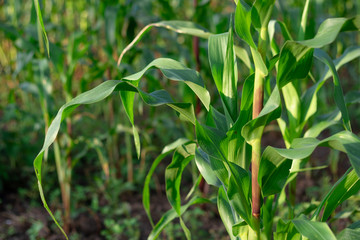Corn flowers in garden. Young corn field at agriculture farm.