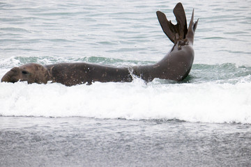 Naklejka premium Cute elephant seals fighting each other in Antarctica