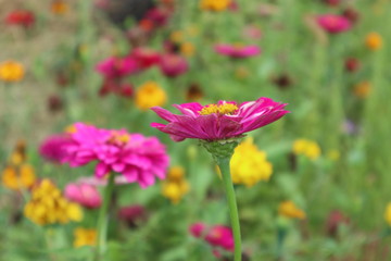 flowers in garden