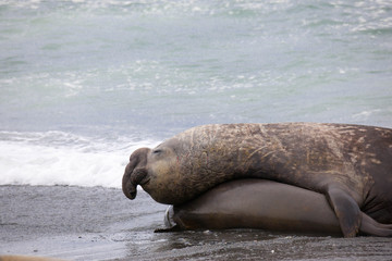 Naklejka premium Cute elephant seals fighting each other in Antarctica