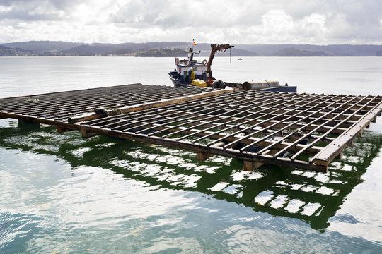 mussel farm aquaculture rafts in Galicia , Spain