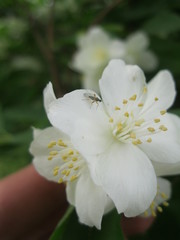 Жасмин с комаром