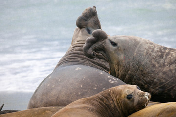 Fototapeta premium Cute elephant seals fighting each other in Antarctica
