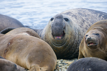 Cute elephant seals fighting each other in Antarctica