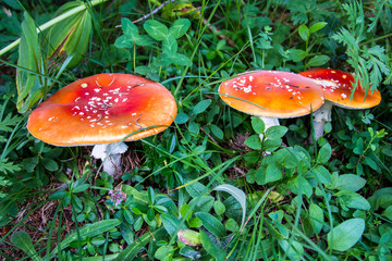The toxic mushroom Amanita muscaria