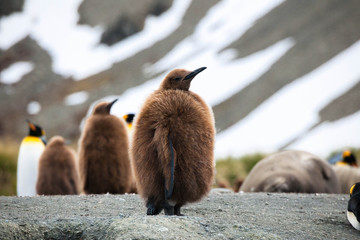 Obraz premium Portrait shots of cute penguins in Antarctica