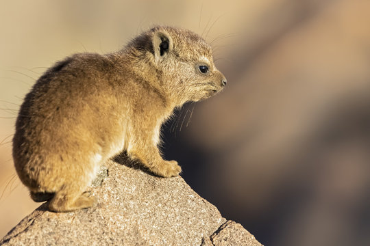 Namibia, Keetmanshoop, Rock dassie, Procavia capensis, young animal