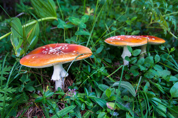 The toxic mushroom Amanita muscaria