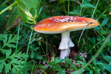 The toxic mushroom Amanita muscaria