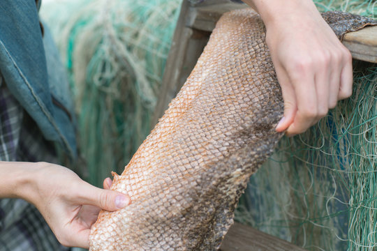 snake skin close up