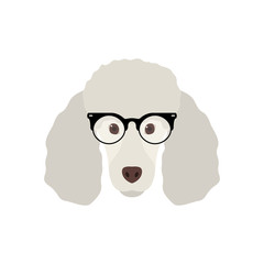 Cute Poodle Dog in fashion glasses. Simple dog icon isolated on white background. Vector illustration.