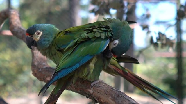 Green parrots sitting on the branch in zoo. Slow motion