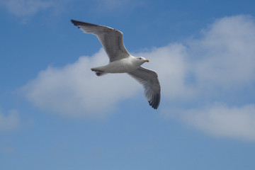 seagull