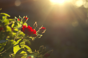 red rose in the backyard evening light with a beautiful green bokeh background