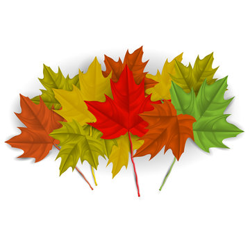 Vector image of realistic, autumn maple leaves on a white background