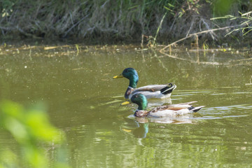 Obraz premium Male Mallard in the marital plumage on the water