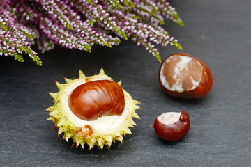 chestnuts  and heather lying on black slate