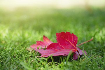 Fallen red maple leaves on green grass in Autumn, Image for Autumn or Fall season Background