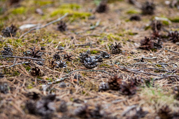 nature grass texture