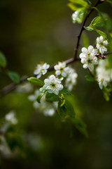 White spring tree flower
