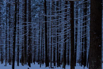 Snow covered night forest with snowy branches making natural pattern, Cold calm winter night.