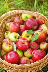 Organic apples in basket