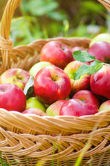 Organic apples in basket