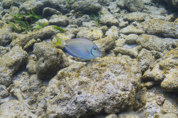 Acanthurus Tractus