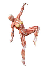 3D Rendering Female Anatomy Figure on White