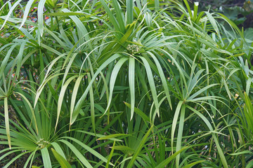 Umbrella plant (Cyperus alternifolius). Called Umbrella palm, Umbrella papyrus and Umbrella sedge also. Another scientific name is Cyperus involucratus.