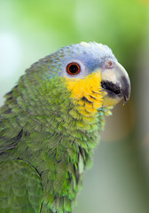 Close-up portrait of The orange-winged amazon (Amazona amazonica) parrot