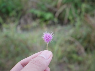 flower in hand