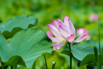Pink Royal lotus and green leaf in the swamp on nature background
