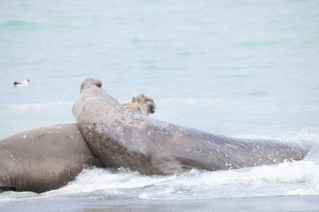 Cute Penguins Seals Sea Lions Elephant