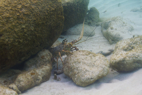 Caribbean Spiny lobster
